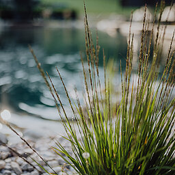 Pflanzen am Naturpool im Lürzerhof Wellnesshotel in Salzburg