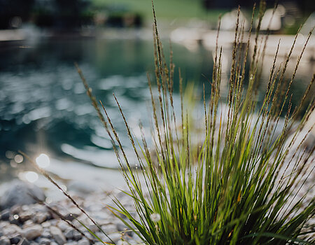 Pflanzen am Naturpool im Lürzerhof Wellnesshotel in Salzburg