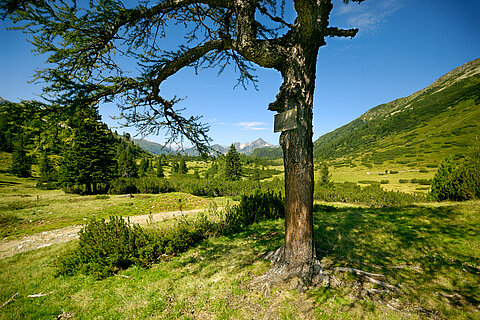 Grüne Landschaft in Obertauern