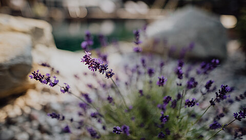 Lavender growing by the mountain lake pool at the Lürzerhof wellness hotel in Salzburg