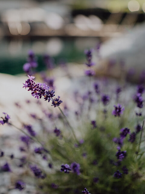 Lavendel der am Bergseepool wächst im Wellnesshotel Lürzerhof in Salzburg