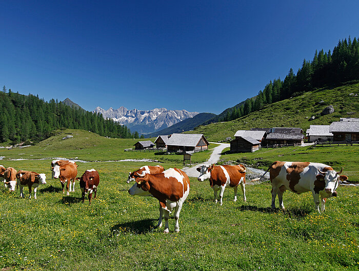 Die Ursprungalm auf grüner Landschaft in Untertauern